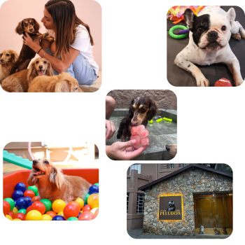 Fotos Clube dos Peludos